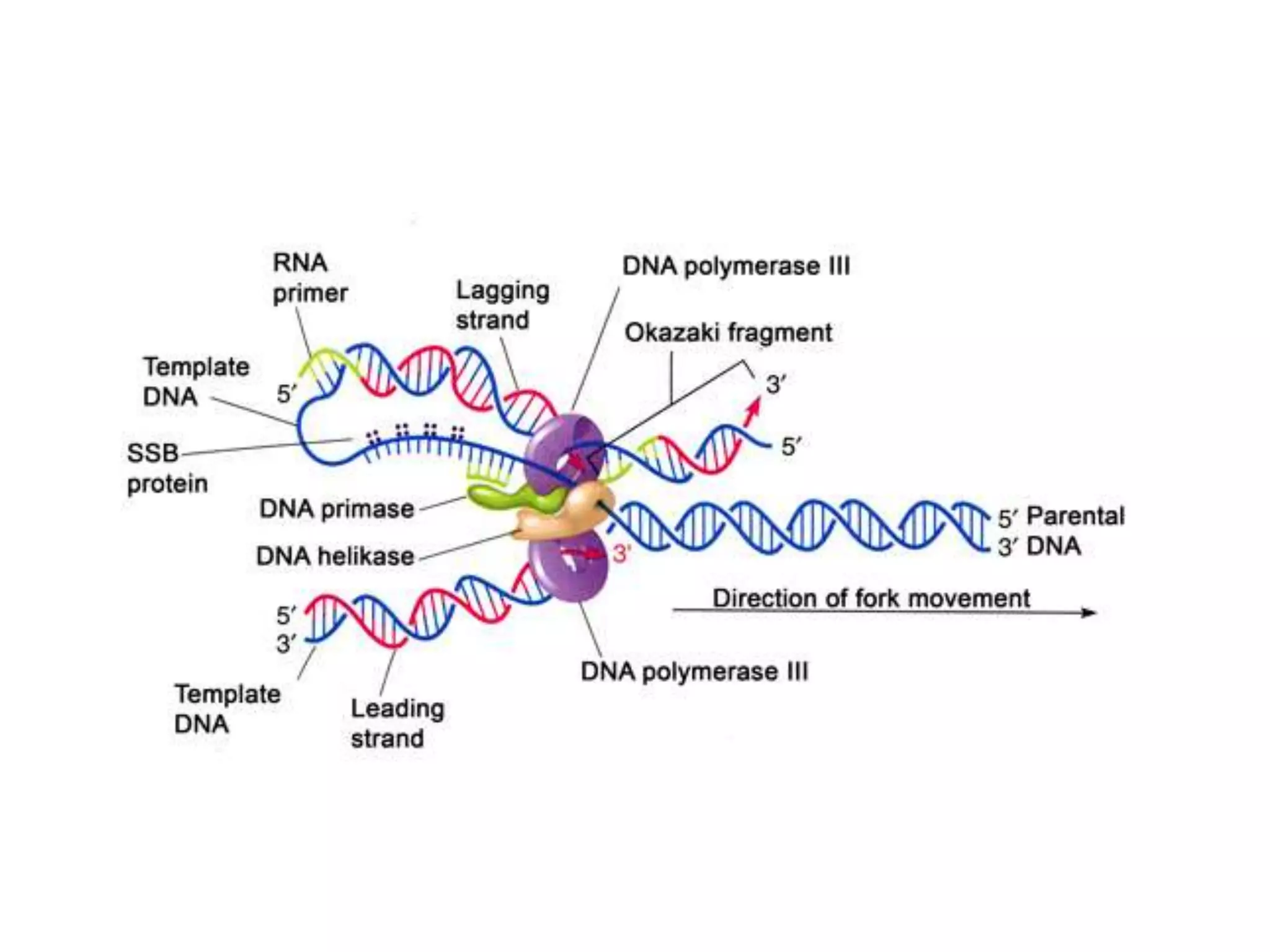 Why Is The Replication Of Dna Called Semiconservative 25 - c1h8qvl