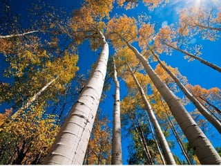 Ученики 41 года