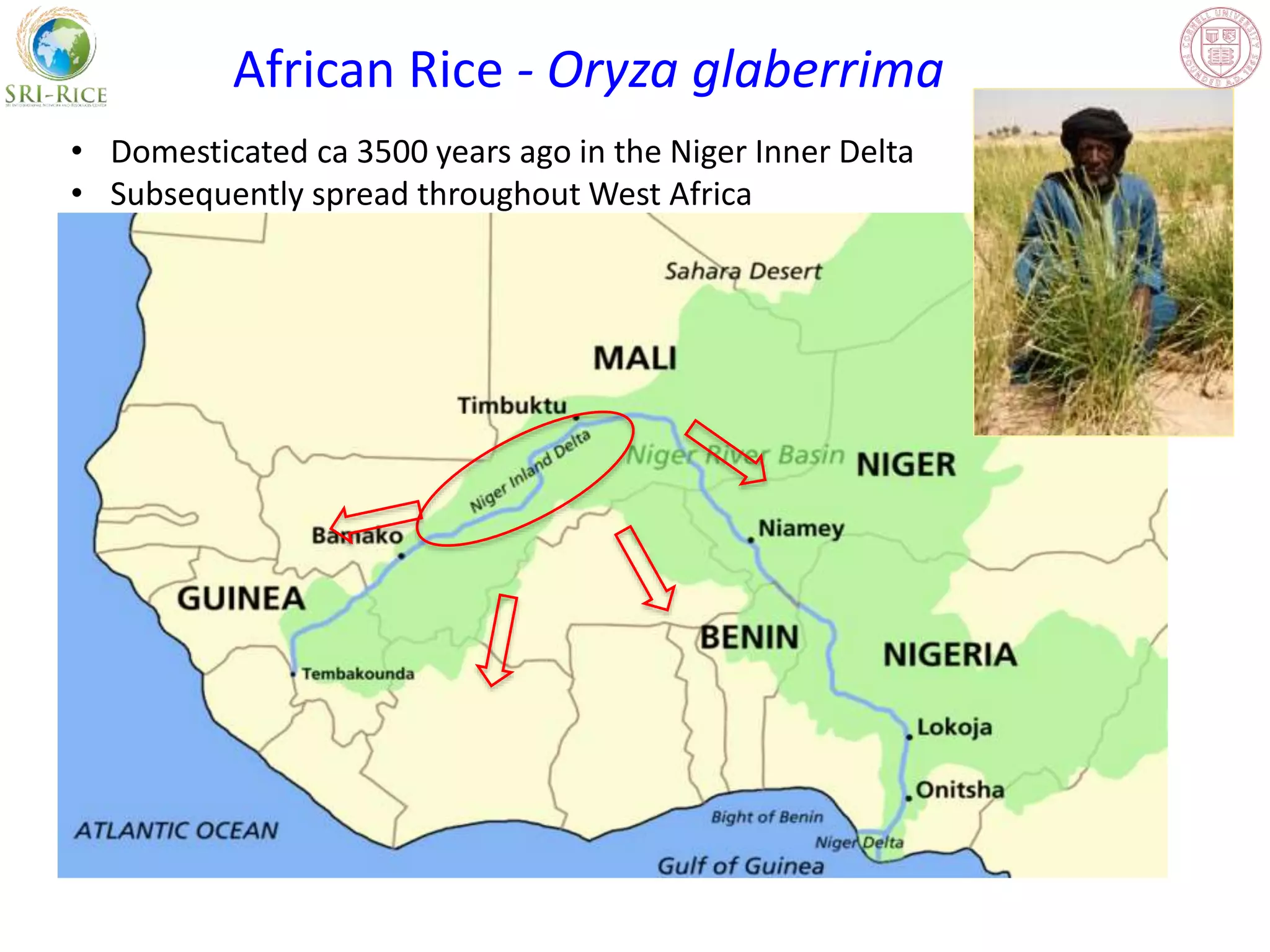 1602 - Scaling Up Climate Smart Rice Production in West Africa | PPTX