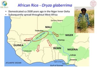• Domesticated ca 3500 years ago in the Niger Inner Delta
• Subsequently spread throughout West Africa
African Rice - Oryz...