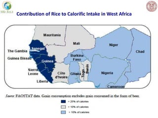 Contribution of Rice to Calorific Intake in West Africa
 