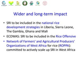 Wider and long-term impact
• SRI to be included in the national rice
development strategies in Liberia, Sierra Leone,
The ...