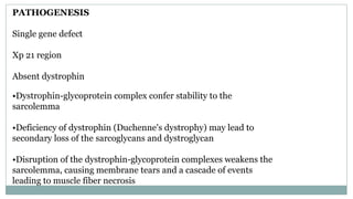 PATHOGENESIS
Single gene defect
Xp 21 region
Absent dystrophin
•Dystrophin-glycoprotein complex confer stability to the
sarcolemma
•Deficiency of dystrophin (Duchenne's dystrophy) may lead to
secondary loss of the sarcoglycans and dystroglycan
•Disruption of the dystrophin-glycoprotein complexes weakens the
sarcolemma, causing membrane tears and a cascade of events
leading to muscle fiber necrosis
 