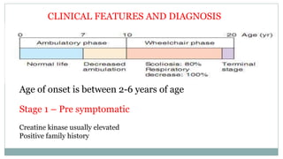Age of onset is between 2-6 years of age
Stage 1 – Pre symptomatic
Creatine kinase usually elevated
Positive family history
CLINICAL FEATURES AND DIAGNOSIS
 