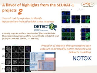 11
Liver cell toxicity reporters to identify
hepatotoxicant-induced cellular stress responses
A flavor of highlights from the SEURAT-1
projects
2
A toxicity reporter platform based on BAC (Bacterial Artificial
Chromosome) engineering of the human HepG2 cells (Wink et al
(2014) in Chem.Res. Toxicol., 27: 338-355.)
Prediction of steatosis through repeated dose
exposure to 3D HepaRG system combined with
Biokinetic modelling
 