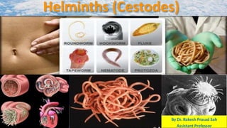 Helminths (Cestodes)
By Dr. Rakesh Prasad Sah
Assistant Professor
 