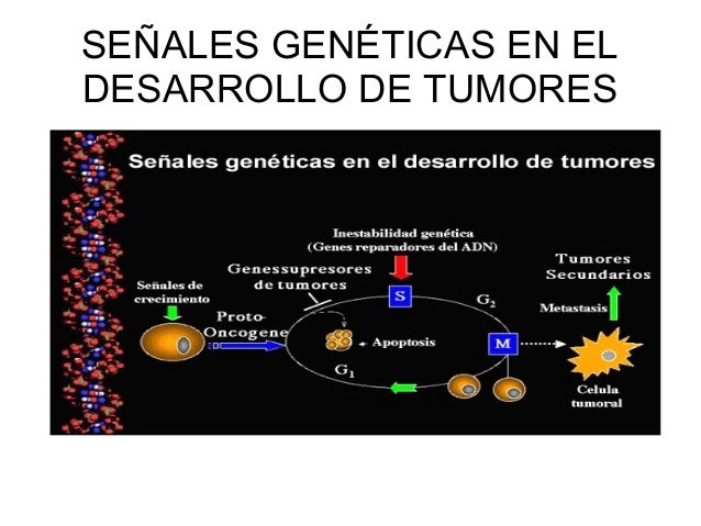 16.0.2 genes supresores de tumores 16.0.2 genes supresores de tumores