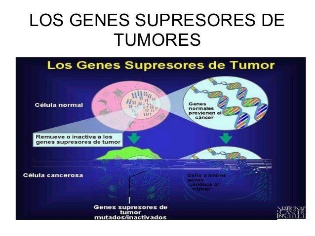 16.0.2 genes supresores de tumores 16.0.2 genes supresores de tumores