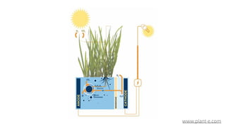 www.plant-e.com
 