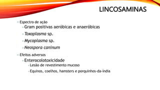 LINCOSAMINAS
Espectro de ação
Gram positivas aeróbicas e anaeróbicas
Toxoplasma sp.
Mycoplasma sp.
Neospora caninum
Efeitos adversos
Enterocolotoxicidade
Lesão de revestimento mucoso
Equinos, coelhos, hamsters e porquinhos-da-índia
 