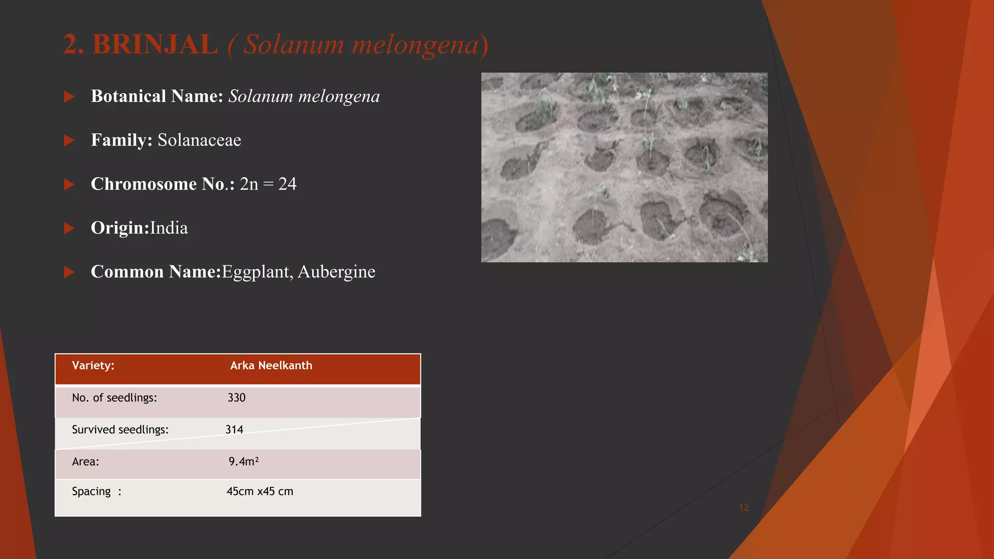 2. BRINJAL ( Solanum melongena)
 Botanical Name: Solanum melongena
 Family: Solanaceae
 Chromosome No.: 2n = 24
 Origin:India
 Common Name:Eggplant, Aubergine
Variety: Arka Neelkanth
No. of seedlings: 330
Survived seedlings: 314
Area: 9.4m²
Spacing : 45cm x45 cm
12
 