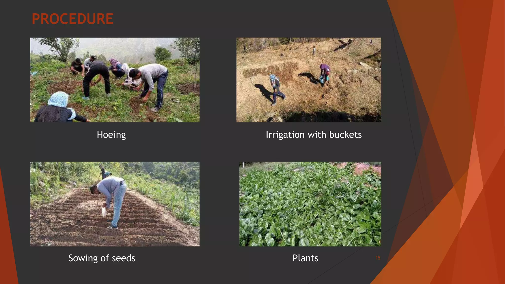 15Sowing of seeds
Hoeing Irrigation with buckets
Plants
PROCEDURE
 