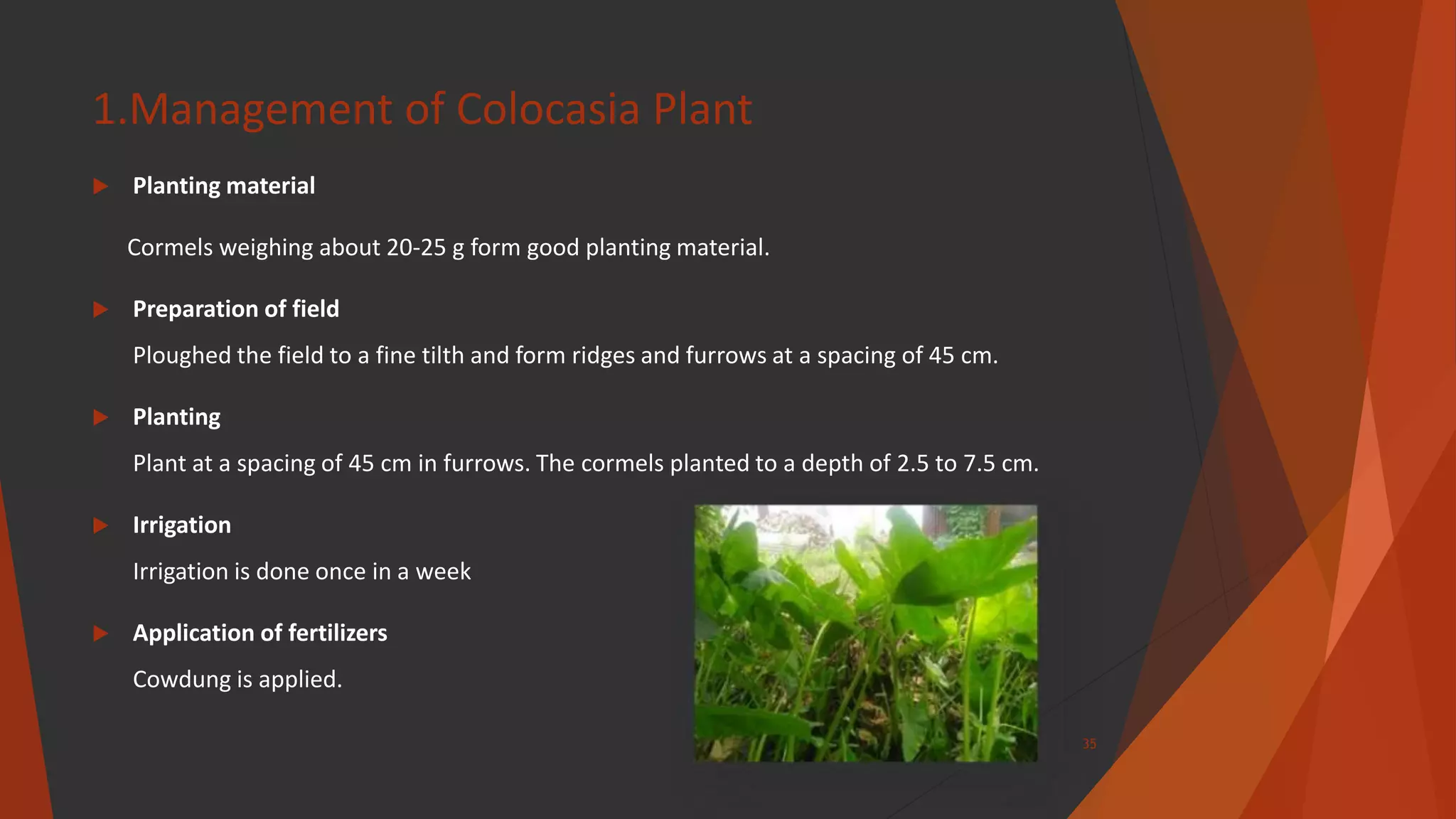 1.Management of Colocasia Plant
 Planting material
Cormels weighing about 20-25 g form good planting material.
 Preparation of field
Ploughed the field to a fine tilth and form ridges and furrows at a spacing of 45 cm.
 Planting
Plant at a spacing of 45 cm in furrows. The cormels planted to a depth of 2.5 to 7.5 cm.
 Irrigation
Irrigation is done once in a week
 Application of fertilizers
Cowdung is applied.
35
 