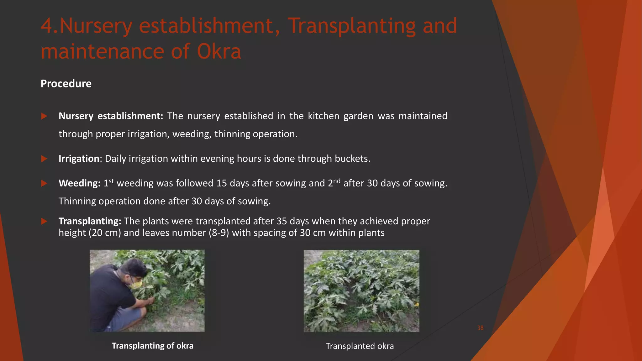 4.Nursery establishment, Transplanting and
maintenance of Okra
Procedure
 Nursery establishment: The nursery established in the kitchen garden was maintained
through proper irrigation, weeding, thinning operation.
 Irrigation: Daily irrigation within evening hours is done through buckets.
 Weeding: 1st weeding was followed 15 days after sowing and 2nd after 30 days of sowing.
Thinning operation done after 30 days of sowing.
 Transplanting: The plants were transplanted after 35 days when they achieved proper
height (20 cm) and leaves number (8-9) with spacing of 30 cm within plants
38
Transplanting of okra Transplanted okra
 