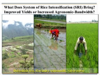 What Does System of Rice Intensification (SRI) Bring?What Does System of Rice Intensification (SRI) Bring?
Improved Yields or Increased Agronomic-Bandwidth?Improved Yields or Increased Agronomic-Bandwidth?
Debashish Sen, Ravindra Adusumilli, SabarmateeDebashish Sen, Ravindra Adusumilli, Sabarmatee
 