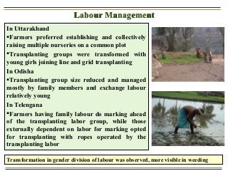 Labour ManagementLabour Management
In Uttarakhand
Farmers preferred establishing and collectively
raising multiple nurser...