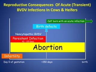 Dr. Robert Stout - Governmental Response for BVD-PI Control | PPTX