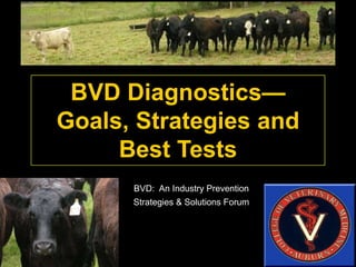 M. Daniel Givens, DVM, PhD, DACT, DACVM
BVD Diagnostics—
Goals, Strategies and
Best Tests
BVD: An Industry Prevention
Strategies & Solutions Forum
 