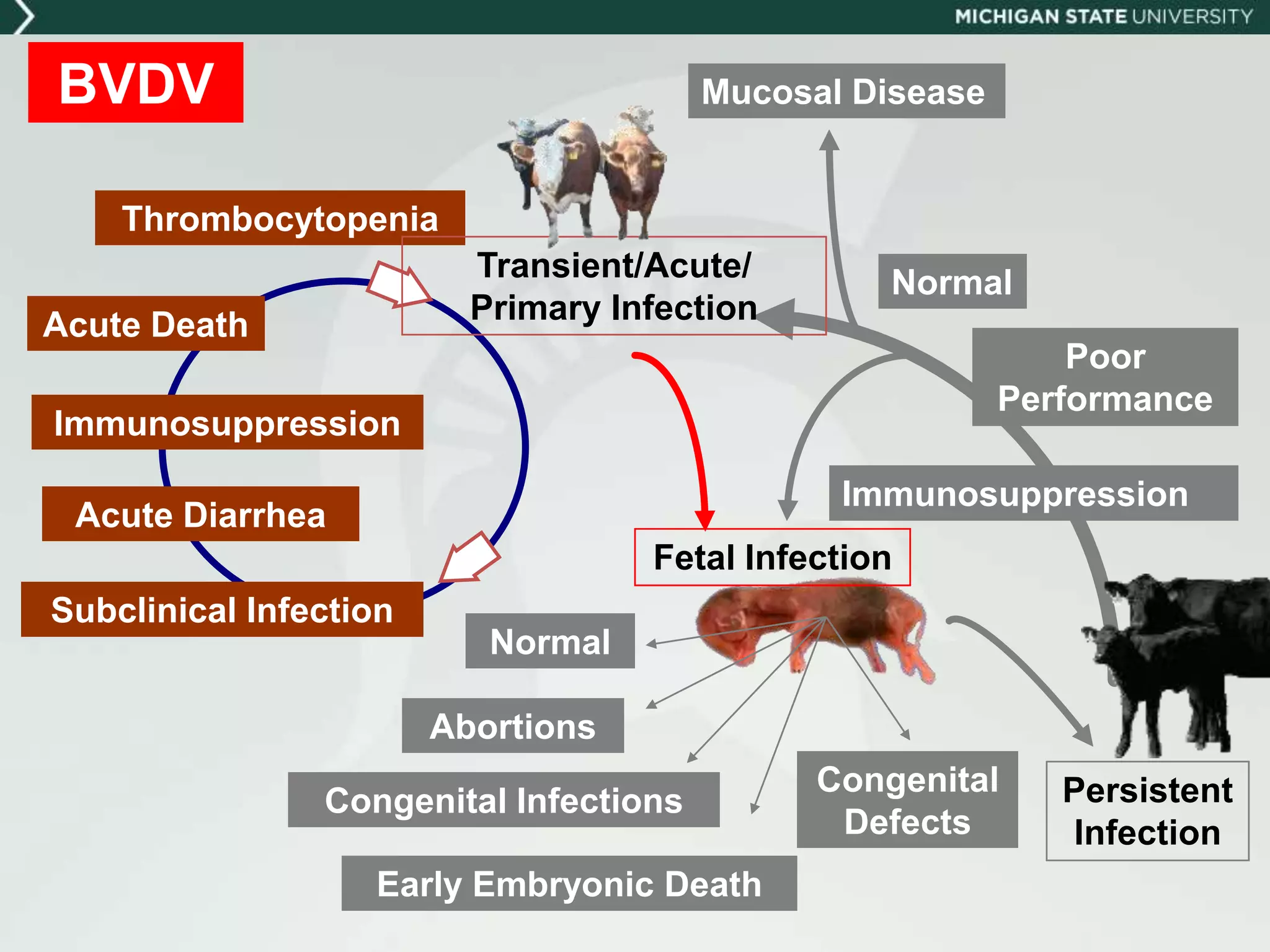 Dr. Dan Grooms - Bovine Viral Diarrhoea (BVD) Overview - The Disease ...