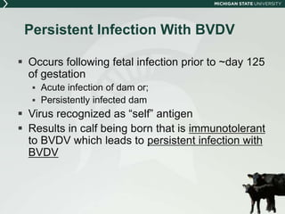 Dr. Dan Grooms - Bovine Viral Diarrhoea (BVD) Overview - The Disease ...