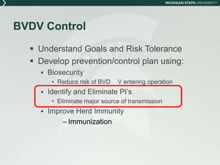 Dr. Dan Grooms - Bovine Viral Diarrhoea (BVD) Overview - The Disease ...