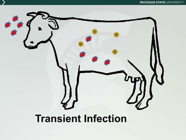 Dr. Dan Grooms - Bovine Viral Diarrhoea (BVD) Overview - The Disease ...