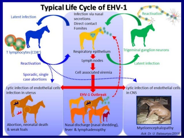 Dr. Robert Stout - Governmental Response to Equine