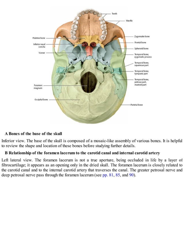 Thieme, Atlas of Anatomy