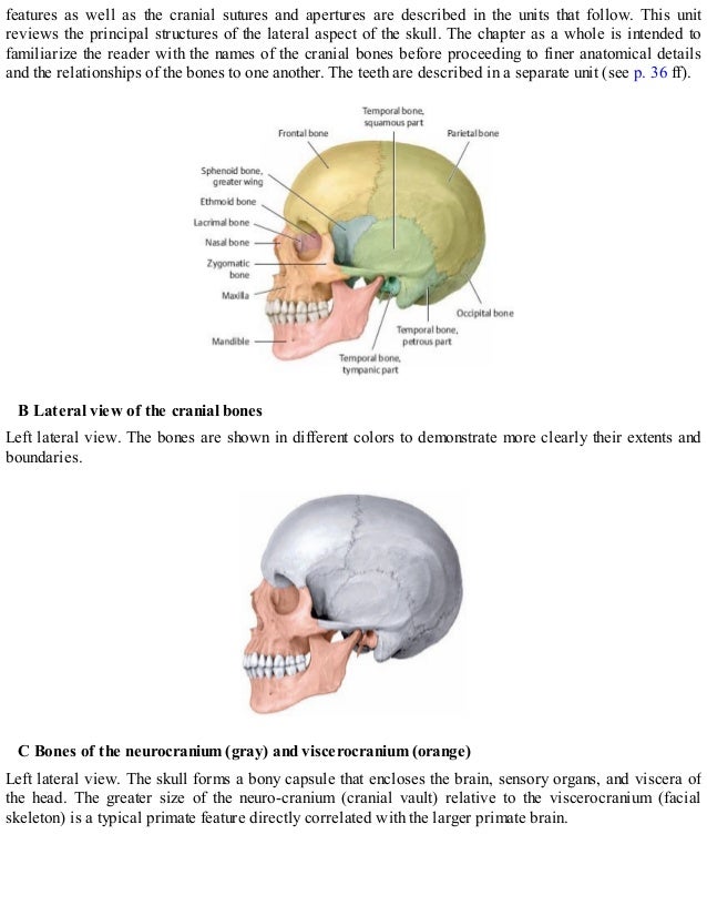 Thieme, Atlas of Anatomy