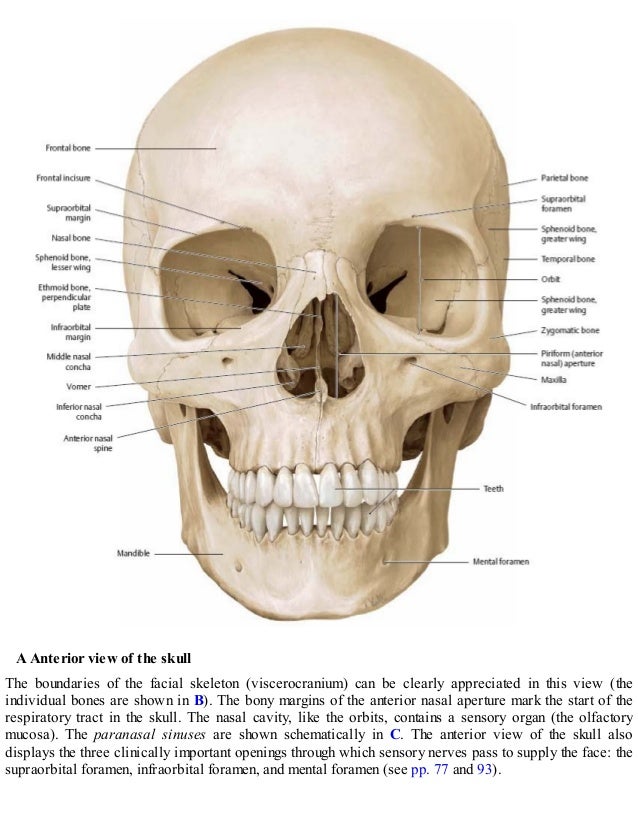 thieme-atlas-of-anatomy-21-638 Kylie Jenner