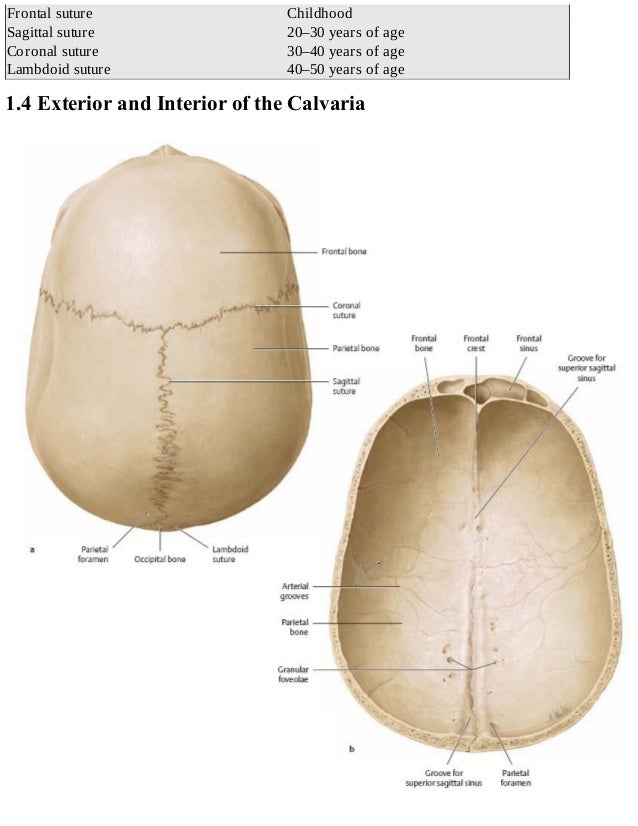Thieme, Atlas of Anatomy