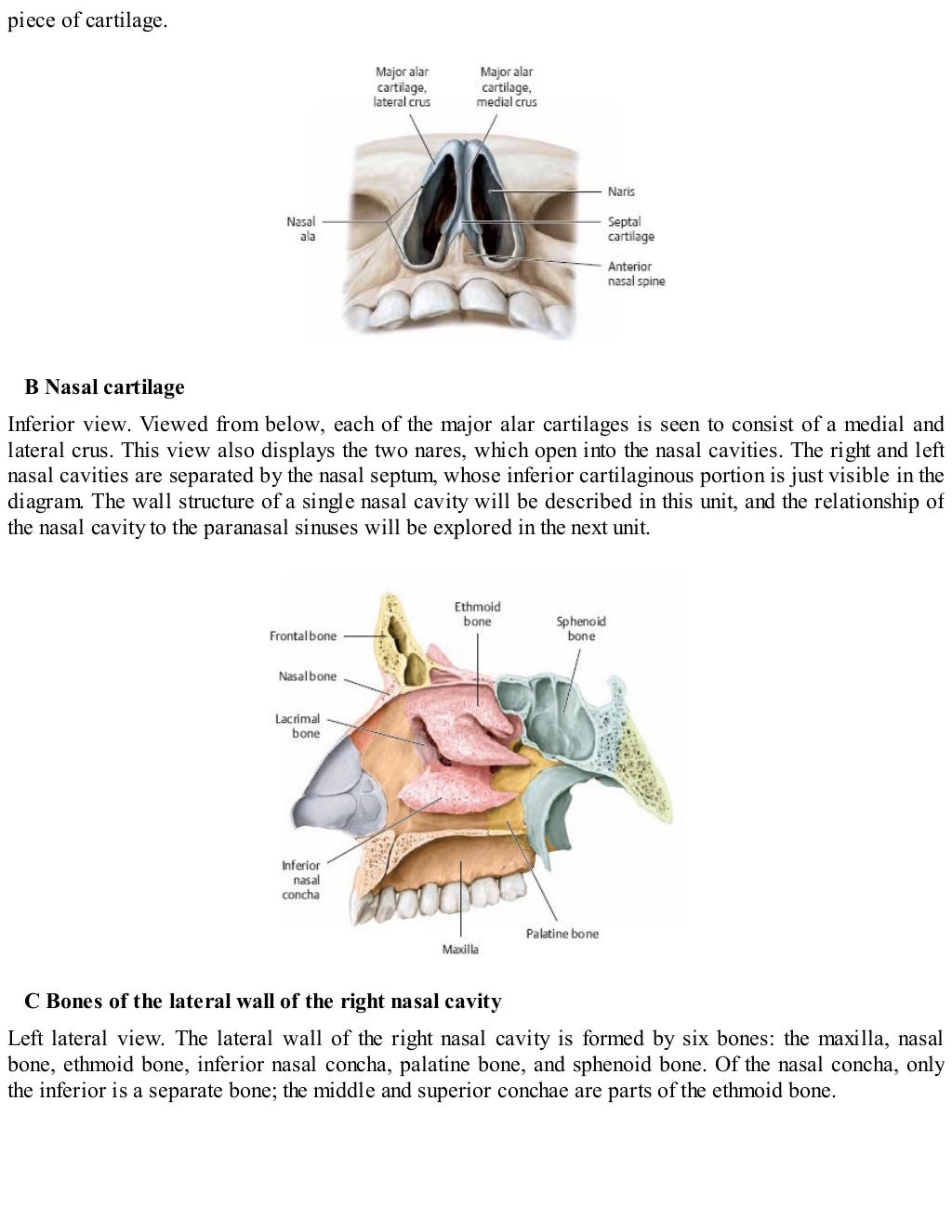 Thieme, Atlas of Anatomy