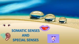 SOMATIC SENSES
AND
SPECIAL SENSES
 