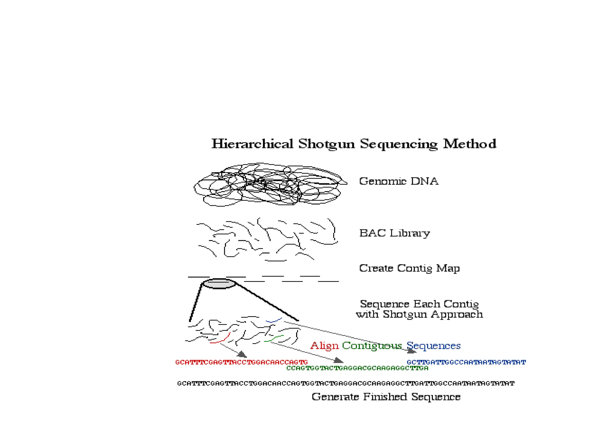 Genome sequencing , proteomics , bioinformatics | PPT