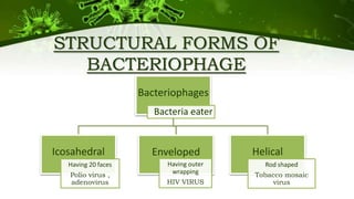STRUCTURAL FORMS OF
BACTERIOPHAGE
Bacteriophages
Bacteria eater
Icosahedral
Having 20 faces
Polio virus ,
adenovirus
Enveloped
Having outer
wrapping
HIV VIRUS
Helical
Rod shaped
Tobacco mosaic
virus
 