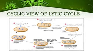 CYCLIC VIEW OF LYTIC CYCLE
 