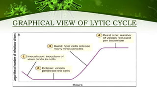 GRAPHICAL VIEW OF LYTIC CYCLE
 