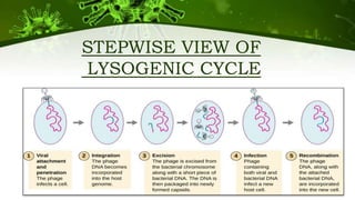 STEPWISE VIEW OF
LYSOGENIC CYCLE
 