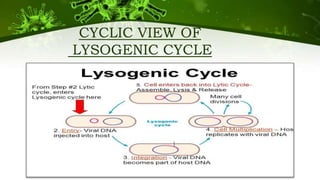 CYCLIC VIEW OF
LYSOGENIC CYCLE
 