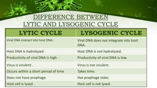 LYTIC CYCLE LYSOGENIC CYCLE
Viral DNA interact into host DNA. Viral DNA does not integrate into host
DNA.
Host DNA is hydrolyzed . Host DNA is not hydrolyzed.
Productivity of viral DNA is high . Productivity of viral DNA is low.
Virus is virulent . Virus is not virulent.
Occurs within a short period of time Takes time.
Does not have prophage. Has prophage state.
Host cell is lysed . Host cell is not lysed.
DIFFERENCE BETWEEN
LYTIC AND LYSOGENIC CYCLE
 
