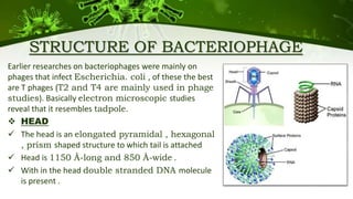 STRUCTURE OF BACTERIOPHAGE
Earlier researches on bacteriophages were mainly on
phages that infect Escherichia. coli , of these the best
are T phages (T2 and T4 are mainly used in phage
studies). Basically electron microscopic studies
reveal that it resembles tadpole.
 HEAD
 The head is an elongated pyramidal , hexagonal
, prism shaped structure to which tail is attached
 Head is 1150 Å-long and 850 Å-wide .
 With in the head double stranded DNA molecule
is present .
 