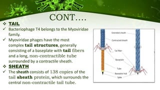 CONT….
 TAIL
 Bacteriophage T4 belongs to the Myoviridae
family.
 Myoviridae phages have the most
complex tail structures, generally
consisting of a baseplate with tail fibers
and a long, non-contractible tube
surrounded by a contractile sheath.
 SHEATH
 The sheath consists of 138 copies of the
tail sheath protein, which surrounds the
central non-contractile tail tube.
 