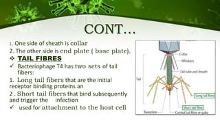 CONT…
1. One side of sheath is collar
2. The other side is end plate ( base plate).
 TAIL FIBRES
 Bacteriophage T4 has two sets of tail
fibers:
1. Long tail fibers that are the initial
receptor binding proteins an
2 . Short tail fibers that bind subsequently
and trigger the infection
 used for attachment to the host cell
 