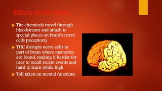 Effects on the Brain:
 The chemicals travel through
bloodstream and attach to
special places on brain’s nerve
cells (receptors)
 THC disrupts nerve cells in
part of brain where memories
are found, making it harder for
user to recall recent events and
hard to learn while high.
 Toll taken on mental functions
 