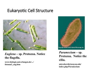 1605196607-cell-structure-p-n-e.ppt............... | PPT