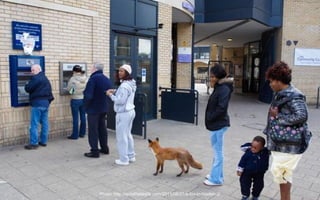 Photo: http://spitalfieldslife.com/2011/08/27/a-fox-in-hoxton-2/
 
