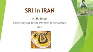 SRI in IRAN
M. H. Emadi
Senior Advisor to the Minister of Agriculture
Iran
 