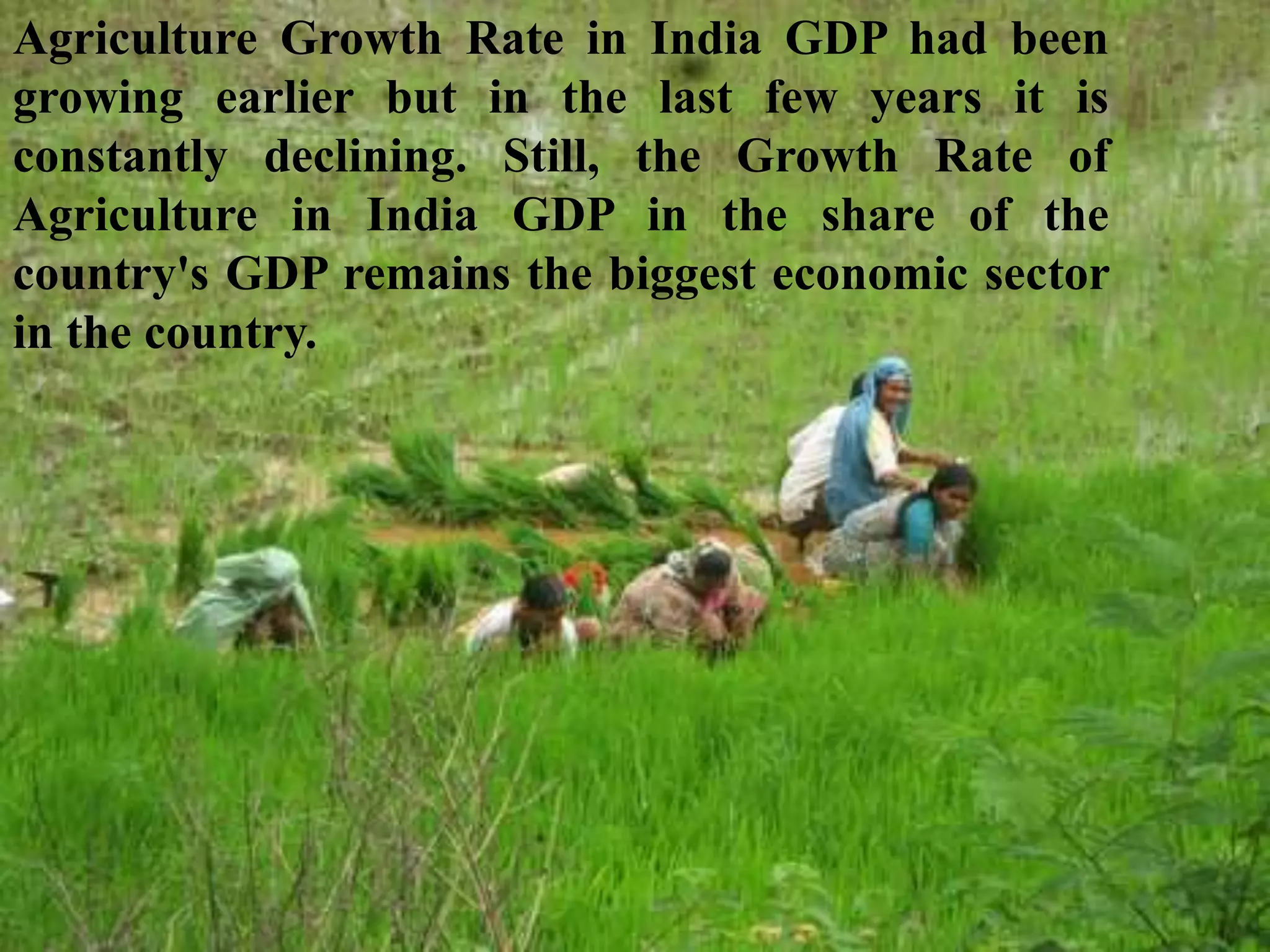 Agriculture Growth Rate in India GDP had been
growing earlier but in the last few years it is
constantly declining. Still, the Growth Rate of
Agriculture in India GDP in the share of the
country's GDP remains the biggest economic sector
in the country.
 