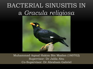BACTERIAL SINUSITIS IN
a Gracula religiosa
Muhammad Aqmal Hakim Bin Mazlan (160702)
Supervisor: Dr Jalila Abu
Co-Supervisor: Dr Abraham Gabriel
 