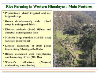 Rice Farming in Western Himalayas : Main FeaturesRice Farming in Western Himalayas : Main Features
• Predominant kharif irrigated and un-
irrigated crop
• Grown simultaneously with mixed
crops in unirrigated fields
• Diverse methods (Sathi, Bijwad and
Saindha) utilizing hand tools
• Multiple long duration (120-165 days)
varieties, mostly local
• Limited availability of draft power
forces hiring/sharing of bullocks
• Rituals associated with transplanting
and harvesting of rice (Din Bar)
• Women’s collectives (Padiyals)
undertaking transplanting
 